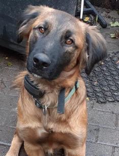 Clearance golden retriever malinois mix New Arrivals